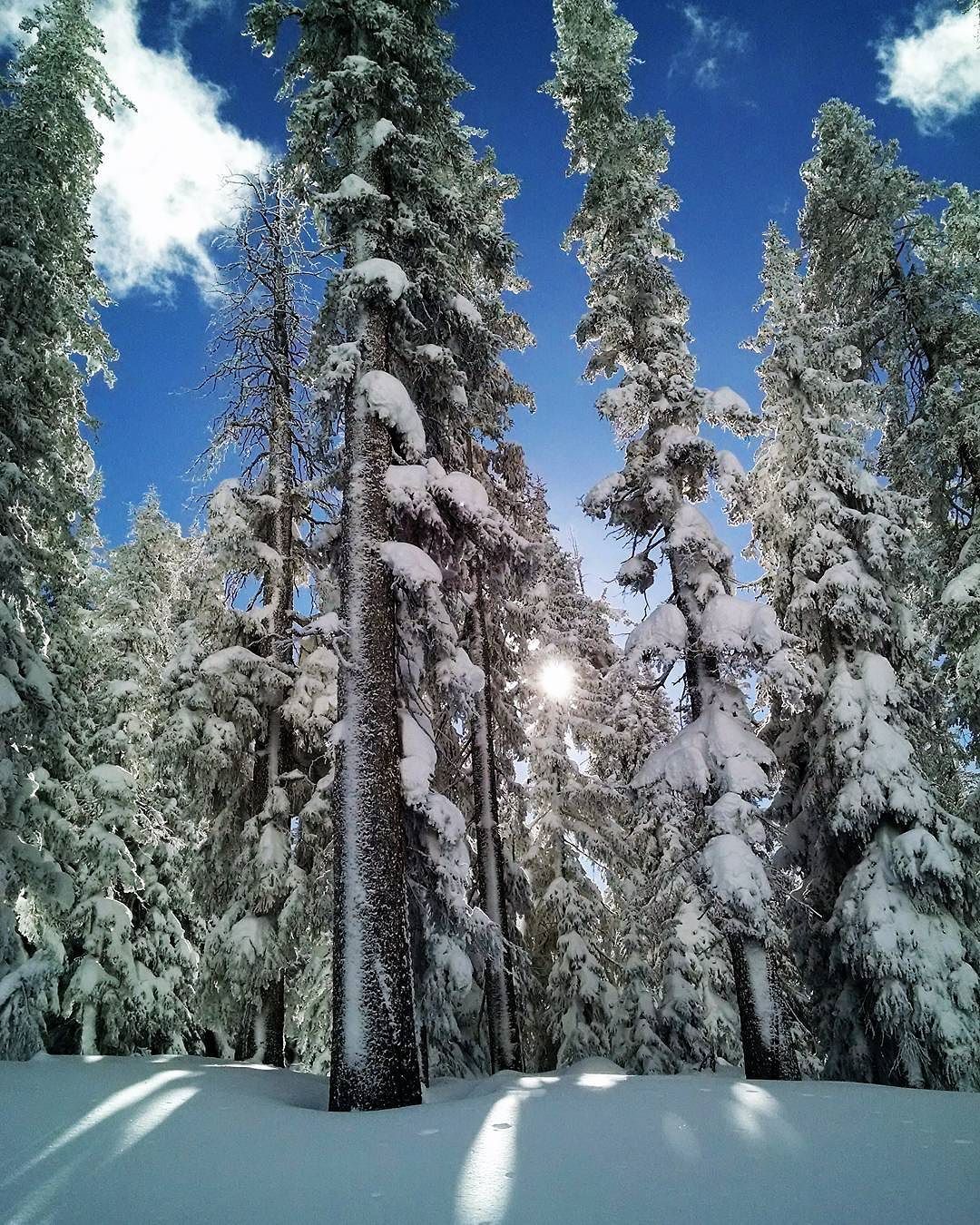 Snowy pine trees in Blue Sky Basin in Vail, Colorado taken by Instagram user @thatkasper on a sunny day.