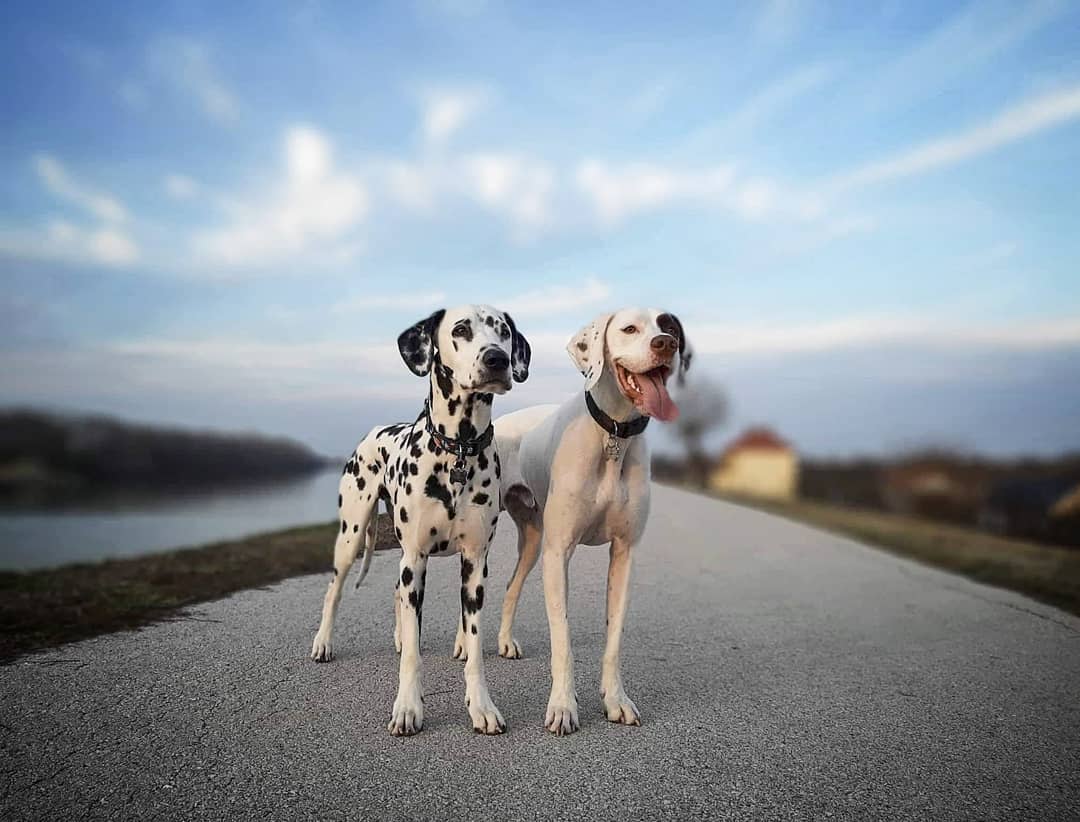 photo of two dogs by Instagram user srenata0914